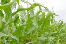 稷秾95玉米栽培技術(shù)要點(diǎn)，中抗大斑病5MR