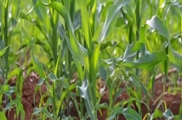 奧邦A(yù)6玉米栽培技術(shù)要點(diǎn)，4月下旬至5月上旬播種