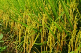 金糯優(yōu)998水稻栽培技術(shù)要點，每畝1.2萬穴左右