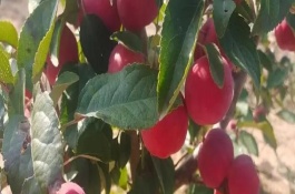 貴人果和冬紅果有什么區(qū)別，葉片、花朵和果實(shí)均不同