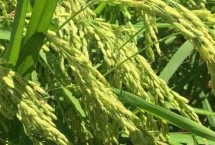 龍粳3100水稻栽培技術(shù)要點(diǎn)，該品種主莖11片葉