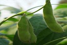 晉科5號(hào)大豆栽培技術(shù)要點(diǎn)，播種深度3～5厘米