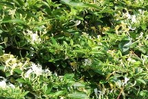 農(nóng)村熱門的藥材種植項(xiàng)目，枸杞的產(chǎn)量一般更加穩(wěn)定