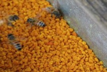 蜂群補(bǔ)助飼喂方法，制成粉餅可讓蜂群自由采食