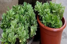 麒麟掌生小白蟲怎么治，其汁液有毒
