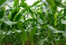 桂單902玉米栽培技術(shù)要點(diǎn)，春播生育期118天