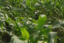 青秀001玉米栽培技術(shù)要點，春季播種