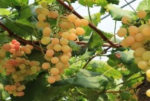 葡萄當(dāng)年種植當(dāng)年能結(jié)果嗎，采果后需及時修剪清園