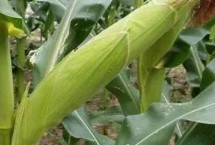 勁單3號玉米栽培技術(shù)要點，畝植密度3000株左右