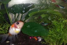 養(yǎng)什么魚冬天要加溫，根據(jù)所養(yǎng)魚種決定