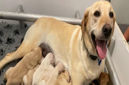 犬布氏桿菌病的預(yù)防措施，以不發(fā)熱體表淋巴結(jié)腫大為特征