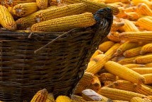 金奧82玉米栽培技術要點，生育期120天左右