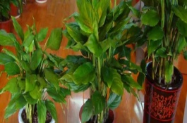 綠巨人植物為什么會(huì)開花，觀賞效果佳且能凈化空氣