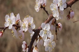 杏花如何提前開花，花期在農(nóng)歷的2月份左右
