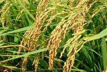 荃優(yōu)068水稻栽培技術要點，播種前宜用咪鮮胺浸種