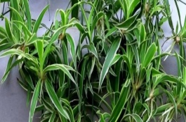 春天吊蘭如何養(yǎng)能發(fā)芽，室內(nèi)的溫度達(dá)到12℃以上即可