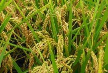 神農(nóng)優(yōu)452水稻栽培技術(shù)要點，全生育期131.7天
