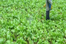 夏秋蔬菜如何用農(nóng)藥防蟲，可以肥治蟲、以死蟲治活蟲等
