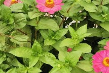 有機(jī)肥花盆怎么用效果好，花生長(zhǎng)慢就要注意了