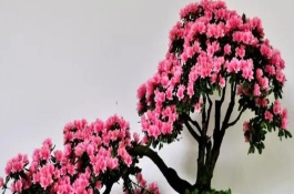 杜鵑花爛根了怎么救活，首先一定要使用松軟肥厚的土壤