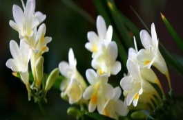 香雪蘭花開敗了以后怎么處理，屬于無毒植物可以養(yǎng)在室內(nèi)