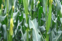 菏玉167玉米栽培技術(shù)要點(diǎn)，適宜密度為每畝4500株左右