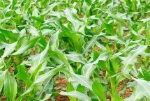 宇玉606玉米栽培技術(shù)要點(diǎn)，夏播生育期106天