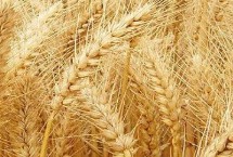 連麥10號小麥栽培技術(shù)要點(diǎn)，適宜播期10月10日-25日