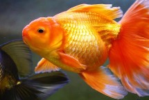 金魚能否和小型魚混養(yǎng)，可分為草種、文種、龍種、蛋種
