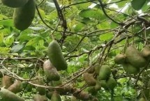 木通的繁殖方法，屬于毛茛目、木通科木質(zhì)藤本植物的統(tǒng)稱