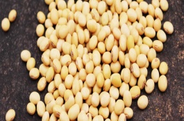 灌豆4號大豆栽培技術(shù)要點，6月上中旬播種
