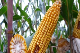 九圣禾235玉米栽培技術(shù)要點(diǎn)，每畝適宜種植密度5000株