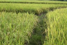 兩優(yōu)楚禾占水稻栽培技術(shù)要點，播種前宜用咪鮮胺浸種