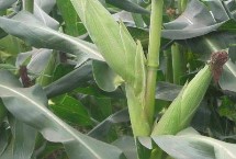 大玉糯4號玉米栽培技術(shù)要點，適時調(diào)整播期