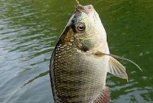 羅非魚為什么不開口，氣壓驟降會降低羅非魚的攝食積極性