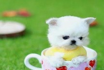 茶杯犬的種類，超過一歲主喂狗糧