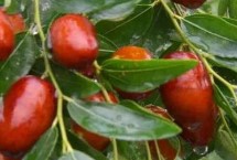 山東寧陽(yáng)縣的特產(chǎn)，寧陽(yáng)蟋蟀被譽(yù)為江北第一蟲(chóng)