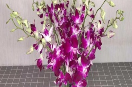 洋蘭花在花瓶能養(yǎng)幾天，寓意絢麗多姿、雍容華貴等