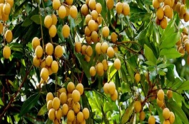 龍眼分幾個(gè)等級(jí)，主產(chǎn)于臺(tái)灣、福建、廣西等省份
