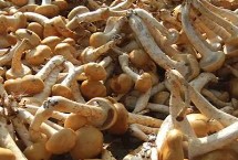 黑龍江呼瑪縣的特產(chǎn)，滑子蘑深受國內(nèi)外消費(fèi)者的喜愛