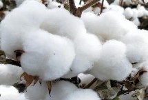 浙大15號棉花栽培技術(shù)要點(diǎn)，全生育期119.9天