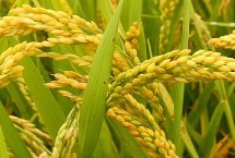 沈星稻10號(hào)水稻栽培技術(shù)要點(diǎn)，粳型常規(guī)水稻品種