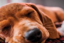 犬貓喉炎的主要癥狀，以劇烈咳嗽、喉部腫脹等為主要特征