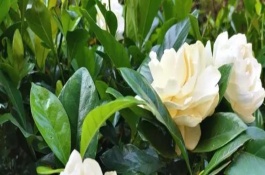 梔子花葉尖枯黑如何處理，冬天落葉是正常情況