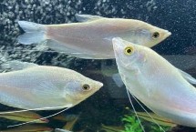 給曼龍魚換水要注意什么，兩至三天換一次水