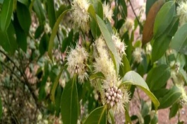 野桂花的生長(zhǎng)習(xí)性，一般是指柃木