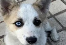 柯基犬的優(yōu)缺點，可能是患有虹膜異色癥