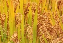蓉優(yōu)352水稻栽培技術(shù)要點(diǎn)，注意病蟲害防治