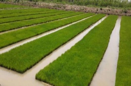 廣泰優(yōu)秋占水稻栽培技術(shù)要點，特別注意防治白葉枯病