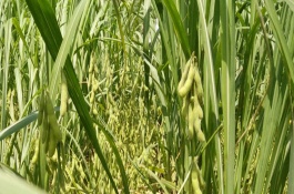 鄆豆6號(hào)大豆栽培技術(shù)要點(diǎn)，適宜播期為6月上中旬